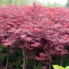 基地出售優(yōu)質(zhì)彩葉樹，紅楓，日本紅楓，規(guī)格3-15，量大優(yōu)惠