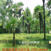 基地出售 棕櫚樹 四季常青 質(zhì)量保證規(guī)格齊全量大優(yōu)惠