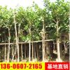產地直銷高山榕 精品高山榕 高山榕價格