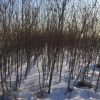 豐品苗木北欒樹基地直銷批發(fā) 北欒規(guī)格全 基地工程綠化道路綠化