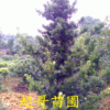 優(yōu)質(zhì)喬木原生羅漢松 最優(yōu)惠價格銷售8-25公分羅漢松