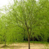 唐河縣欣欣花木種植供應(yīng)金絲垂柳