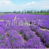 大型花海景觀建設(shè) 薰衣草 馬鞭草