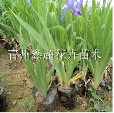 水生鳶尾 藍(lán)花鳶尾現(xiàn)貨供應(yīng) 濕地綠化宿根花卉