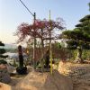 批發(fā) 日本羽毛楓別墅庭院造型（日本紅楓、美國(guó)紅楓等）特殊造型
