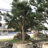 精品日本茶梅 批發(fā)球型茶梅 求購(gòu)造型茶梅 別墅高檔樹(shù) 柱形茶梅