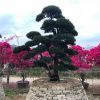 供應(yīng) 精品日本造型羅漢松 小葉羅漢松造型,盆景羅漢松 臺(tái)灣羅漢松