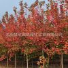 供應(yīng)優(yōu)質(zhì)紅楓樹 美國紅楓 嫁接紅楓小苗 規(guī)格齊全 價(jià)格優(yōu)惠