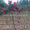 庭院園林觀賞月季花 樹狀月季 高桿月季單桿月季 當(dāng)年開花易成活