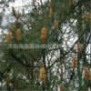 馬尾松批發(fā) 規(guī)格齊全 量大優(yōu)惠 馬尾松批發(fā) 易成活 行道樹馬尾松