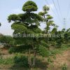 小葉女貞造型樹批發(fā)高檔園林精品盆景造型風(fēng)景樹小葉女貞苗
