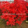 映山紅批發(fā)毛娟 杜鵑花苗 滿山紅庭院別墅綠化盆栽映山紅花苗