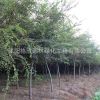 常年供應(yīng) 紅櫸樹批發(fā) 工程綠化 凈化空氣 量大價(jià)格優(yōu)惠 基地直銷