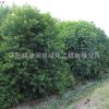 優(yōu)質(zhì)烏桕樹苗 園林綠化工程苗木烏桕苗 規(guī)格齊全 行道風(fēng)景樹
