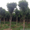 供應(yīng)大葉女貞小苗 高桿女貞 大葉女貞 批發(fā)樹苗