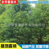 專業供應水杉樹苗 行道樹水杉 風景美化工程綠化水杉批發
