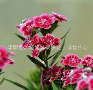 批發(fā)觀花石竹花盆栽 五彩石竹花盆栽，地被草花，家庭陽(yáng)臺(tái)種植