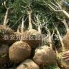 3公分石榴樹苗批發 果石榴泰山紅石榴軟籽石榴樹苗
