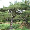 山東鳳岐苗木綠化苗木批發(fā)造型油松