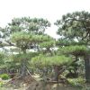 苗圃自家種植綠化用景松樹苗 熱賣優(yōu)質(zhì)各種規(guī)格造型景松價格