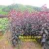 基地批發(fā)海棠樹 5-10公分海棠樹規(guī)格齊全 量大從優(yōu) 優(yōu)質(zhì)海棠樹