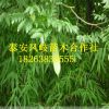 基地出售嫁接皂角樹 優(yōu)質(zhì)產(chǎn)品 3-5公分皂角樹 量大優(yōu)惠