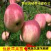 山東鳳岐苗木蘋果樹苗批發(fā)，蘋果樹種子批發(fā)，山東蘋果樹苗木價格
