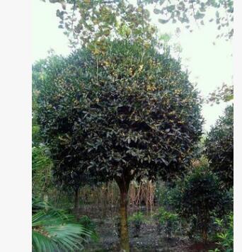 23公分桂花樹價(jià)格 桂花樹23公分