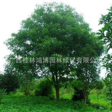 基地提供國(guó)槐樹苗 國(guó)槐小苗 金葉國(guó)槐 棵棵精挑細(xì)選