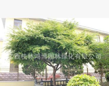 熱銷推薦青楓樹苗 工程綠化苗木青楓 青楓苗木批發