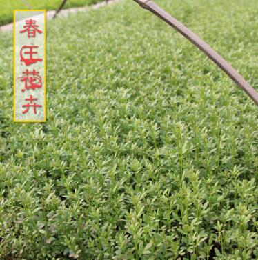 迎春供應(yīng) 迎春花床苗 別名金腰帶