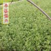 迎春供應(yīng) 迎春花床苗 別名金腰帶