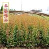 供應(yīng)優(yōu)質(zhì)庭院紅葉小檗床苗小苗成品苗 工程道路小區(qū)綠化 彩色苗