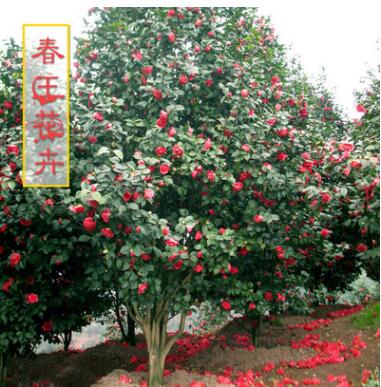 室內(nèi)庭院盆栽 茶花樹苗 觀花盆景 花卉植物 綠籬用苗