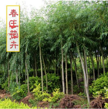 基地柳樹批發(fā) 柳樹苗風(fēng)景樹 行道樹 地徑2-30公分 綠化工程樹