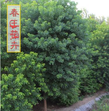 烏桕樹苗價(jià)格 綠化工程 烏桕樹苗銷售 行道樹 規(guī)格2-20公分