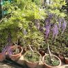 基地批發藤蘿花苗 多花紫藤花苗爬藤植物屋頂花園可盆栽種植