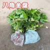 基地批發(fā)工程綠化苗木八角金盤(pán) 優(yōu)質(zhì)八角金盤(pán)小苗 量大優(yōu)惠