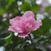 基地直銷(xiāo)木槿 平條 叢生木槿 庭院綠化 工程綠化 量大優(yōu)惠易成活