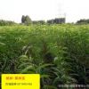 批發(fā)桃樹(shù)苗 優(yōu)質(zhì)果樹(shù)苗基地直銷價(jià)蟠桃油桃黃桃水蜜桃盆栽嫁接苗