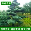 批發五針松苗 五針松盆景 園林景觀 盆栽造型四季常青五針松苗