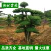大量批發高檔園林綠化苗木 小葉女貞造型樹 庭院美化規格齊全