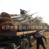 欒樹供應 湖南黃山欒樹15-18-20公分骨架全冠 移栽風景樹