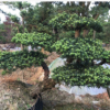 供應【 造型羅漢松 】小葉羅漢松造型,多年精品造型,別墅風景樹