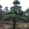 供應(yīng)【 造型羅漢松 】小葉羅漢松造型,多年精品造型,別墅風(fēng)景樹