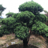 供應(yīng)【 造型羅漢松 】小葉羅漢松造型,多年精品造型,別墅風(fēng)景樹