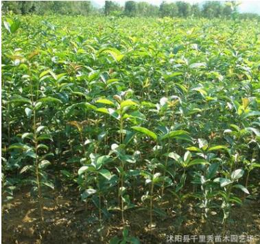 批發(fā)庭院觀花植物 桂花小苗 正宗嫁接桂花樹(shù)小苗 可盆栽桂花