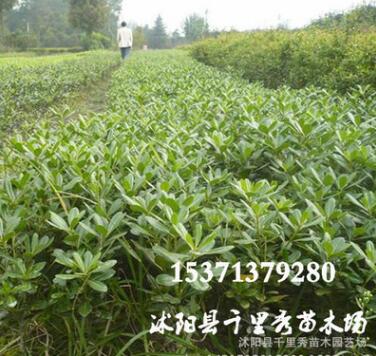 基地供應(yīng) 海桐小苗 種植基地直銷 量大從優(yōu) 規(guī)格齊全 四季常青