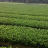 供應茶苗
