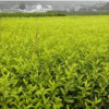 供應特種茶：黃金芽